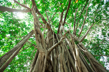 Obraz premium Green tree with branches and leaves