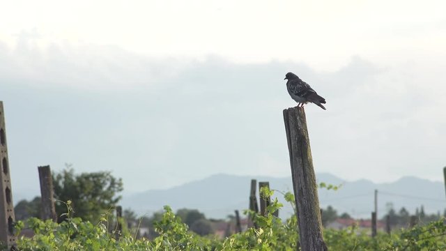 inspiring view of lonely pidgeon on a pole over a vineyard in Italy, in a summer sunset