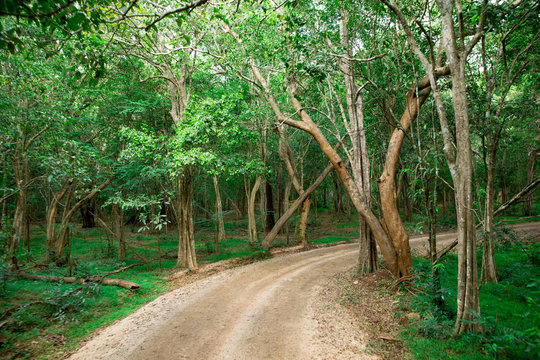 Fototapeta Road in magic dark forest