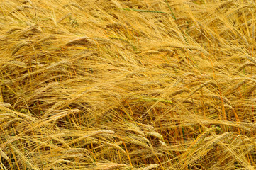 Zboże na polu przed żniwami © W Korczewski