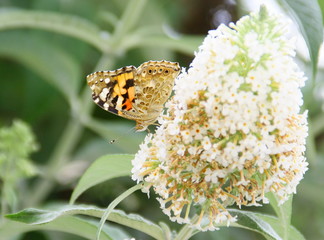 papillon orange,monarque ,sur buddleia blanc,
