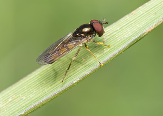 Hoverfly in the fresh grass
