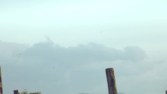 inspiring freedom of  lonely pidgeon on a pole over a vineyard in Italy flying out in slow motion shot, in a summer sunset