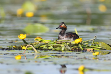 Black necked grebe