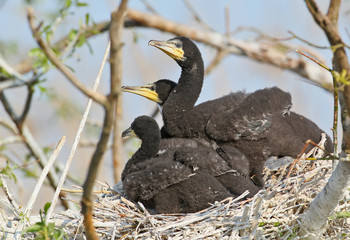 Cormoran