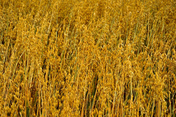 Zboże na polu przed żniwami © W Korczewski
