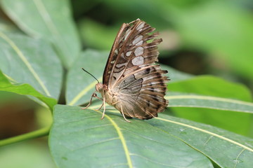 Fototapeta premium Schmetterling 002