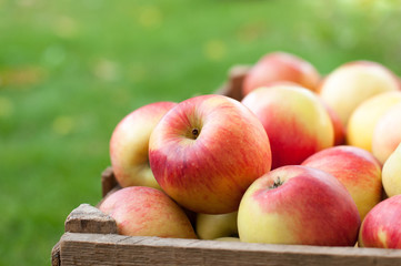 Apple harvest
