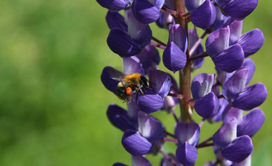 The bee collects pollen from purple lupine