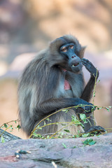 Portrait of sad African baboon in the open resort