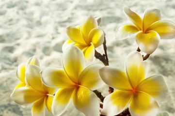 Plumeria alba. The Buddha flower is growing in Asia.