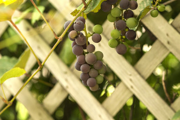 Grape Harvest