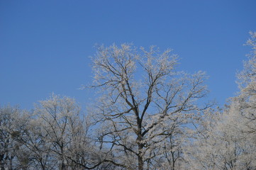 Obraz na płótnie Canvas Zaśnieżone drzewa na tle błękitnego nieba