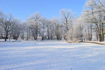 Zaśnieżone drzewa na tle błękitnego nieba