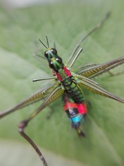  Grasshopper reproduction