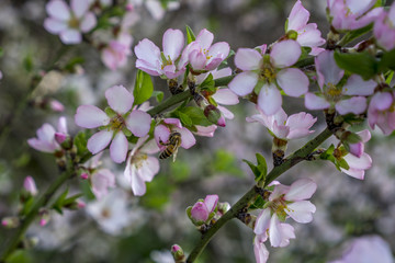 almond tree blooming