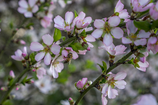 Almond Tree Blooming