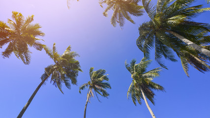 Coconut or palm tree with clouds and blue sky and copyspace area.
