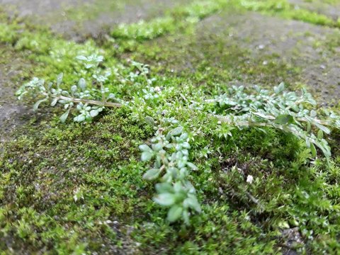 Lichen Moss Nature Green Plant Photography Background Business