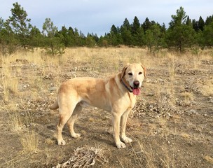 Yellow Labrador Retriever in Grassy Field