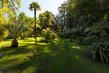 Jardin des fougères