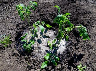 Recently planted tomato bushes are abundantly flooded with water