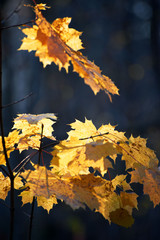 Yellow maple leaves on the branch in back light