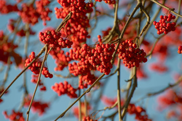 Branches of wild ash with red ashberries