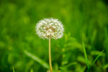 Fototapeta premium Dandelion in grass