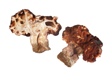 Brown morels in section on the white background isolated