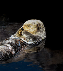Sea otter floating in the water