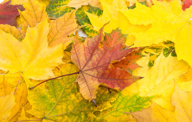 Naklejka na ściany i meble Background of yellow autumn leaves