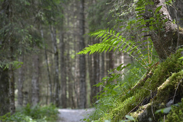 farn im wald