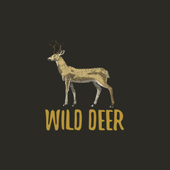 wild deer engraved hand drawn in old sketch style, vintage animals. logo or emblems, retro label and badge.