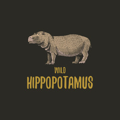 Wild Hippopotamus engraved hand drawn in old sketch style, vintage animals. logo or emblems, retro label and badge.