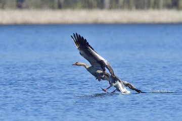 Graugans im Frühjahr während der Balz und Revierverteidigung