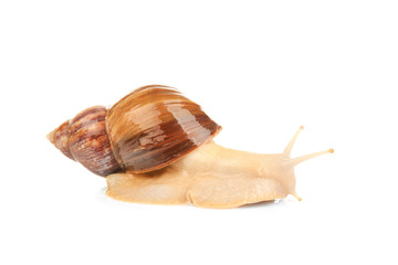 Giant Achatina snail on white background