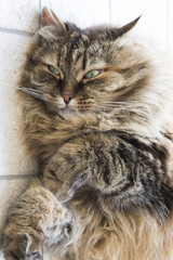 Naklejka na ściany i meble fluffy cat of siberian breed, brown tabby mackerel