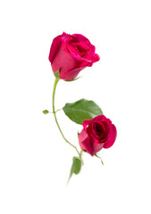 Pink rose with leaves isolated on white background for valentine's day or romantic event.(selective focus)