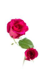 Pink rose with leaves isolated on white background for valentine's day or romantic event.(selective focus)