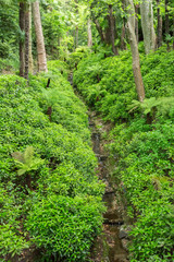 Vallée de fougères