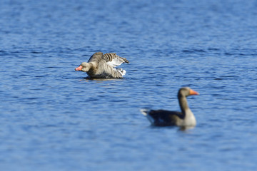 Graugans im Frühjahr während der Balz und Revierverteidigung