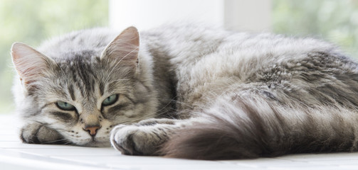 beauty silver cat of siberian breed