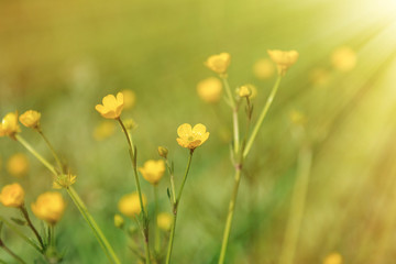 Obraz premium Polne kwiaty na łące. Selektywna ostrość