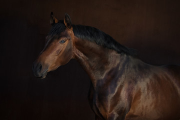 Bay horse on dark background isolated