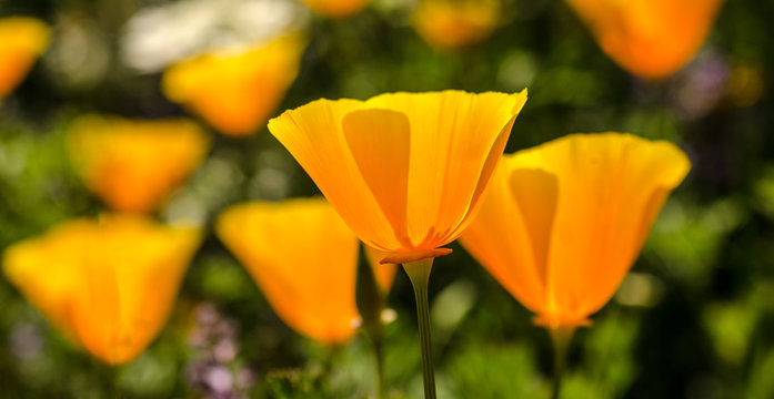 California Poppies