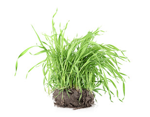 Green grass on white background