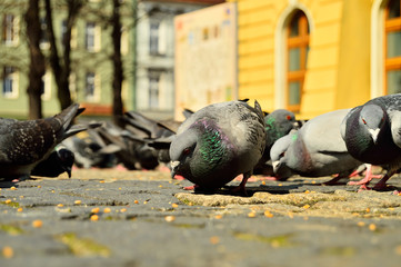 Fototapeta premium Gołębie na brukowanym rynku