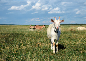 Fototapeta premium A goat grazes in a meadow