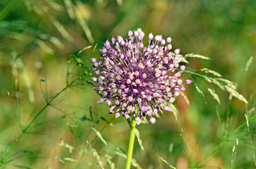 Allium ampeloprasum flower